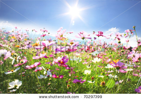 stock-photo-beautiful-flowers-70297399.jpg