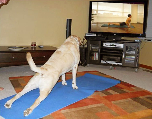 Yoga Dog.jpg