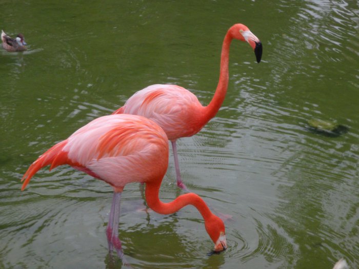 flamingo_2.jpg