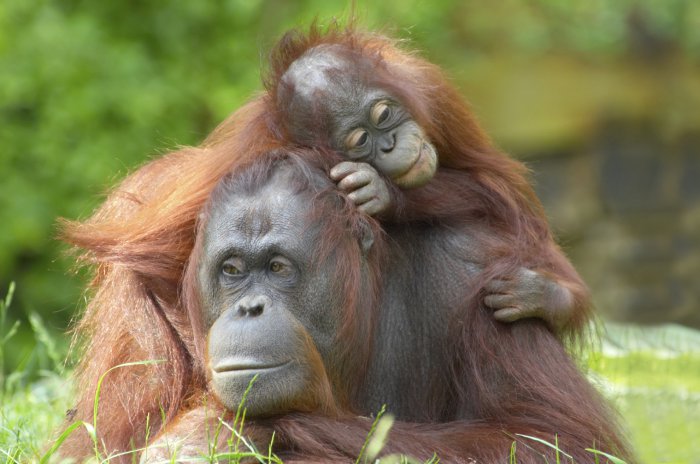 woolworths-sustainable-palm-oil-announcement-round-table.jpg