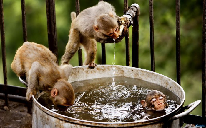 monkeys-in-the-water.jpg