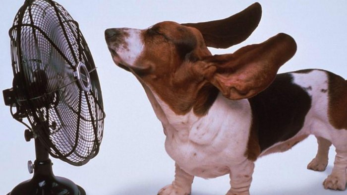 basset-hound-dog-fan-blowing-1366x768.jpg