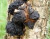 chaga.jpg