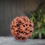 three-mukhi-rudraksha-om-1-1-1000x1000.jpg