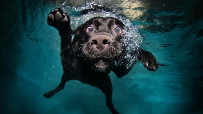 underwater-dog-wallpaper-for-3840x2160-4k-136-868.jpg