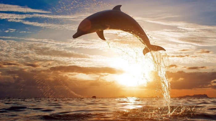 Dolphin%20in%20the%20sunset%20rays%20%201080x1920%20Wallpaper.jpg