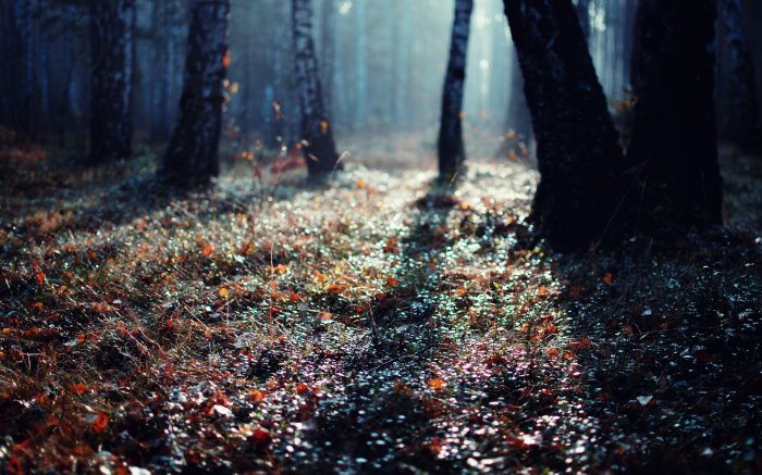 forests-ground-landscapes-nature-trees-2560x1600-wallpaper.jpg