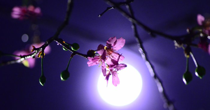 night_cherry_flower.jpg