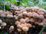 kartinki24_fungus_0002.jpg