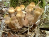 kartinki24_fungus_0003.jpg