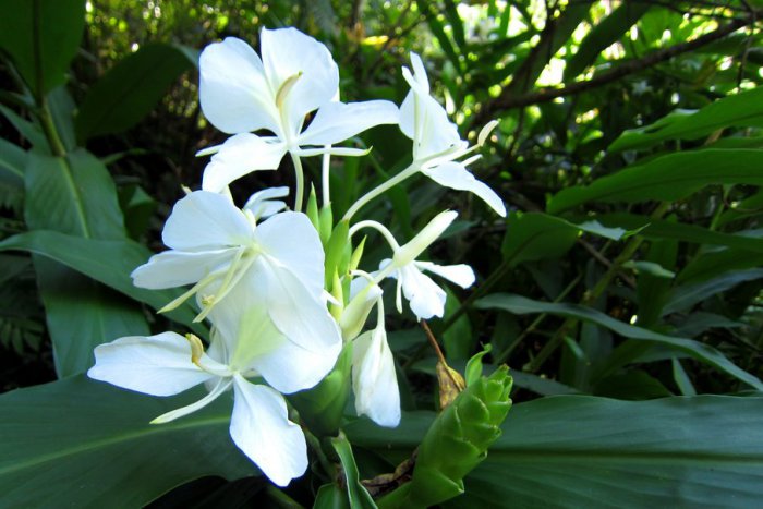 120441__wild-ginger-flowers_p.jpg