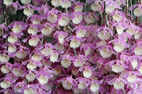 dendrobium_pierardii.jpg