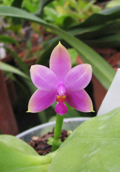 Цветение орхидеи Phalaenopsis Penang Princess x Phalaenopsis bellina.jpg