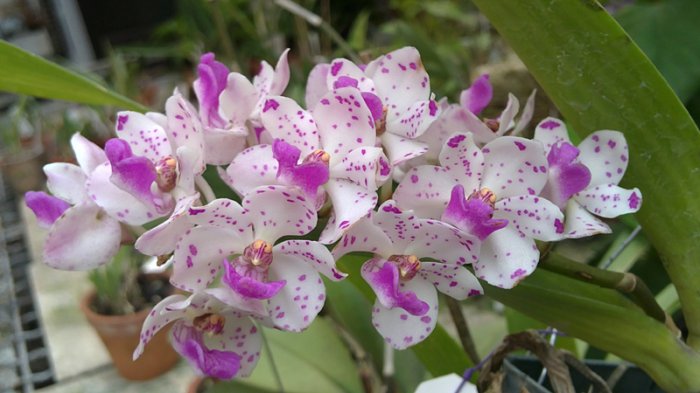 Rhynchostylis gigantea spot 2.jpg