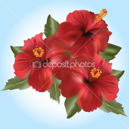 depositphotos_2002217-Vector-red-flower-Hibiscus-rosa.jpg