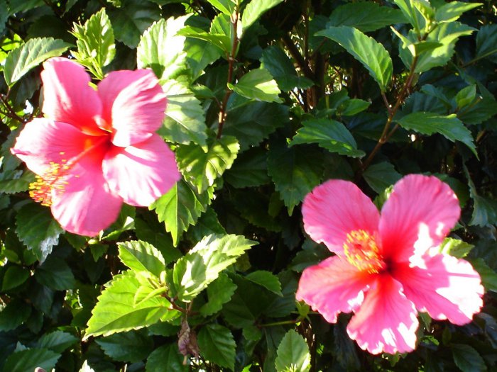 hibiscus-flowers-2791547-1536-1152.jpg