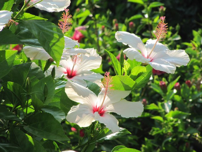 White Hibiscus.jpg