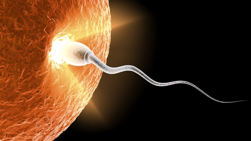 _96398866_spermmainist.jpg